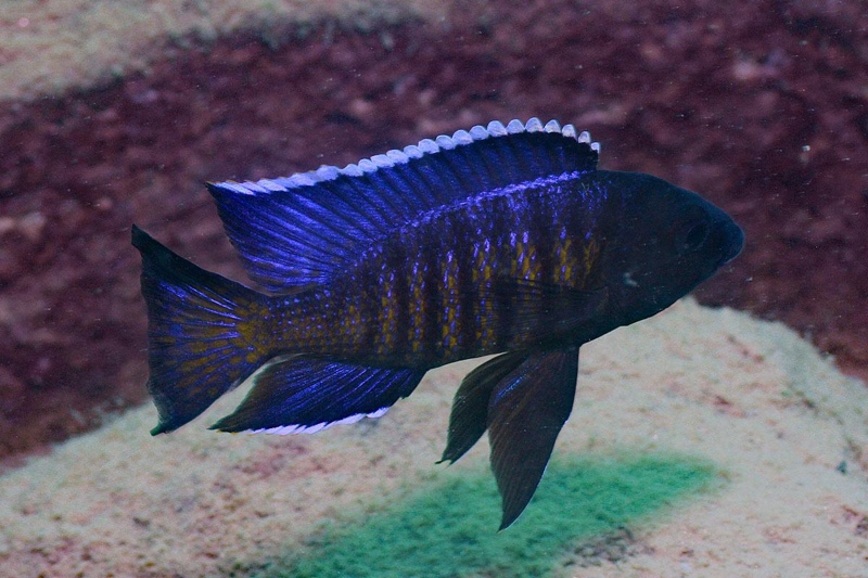 Copadichromis sp. 'kawanga' Nkhata Bay